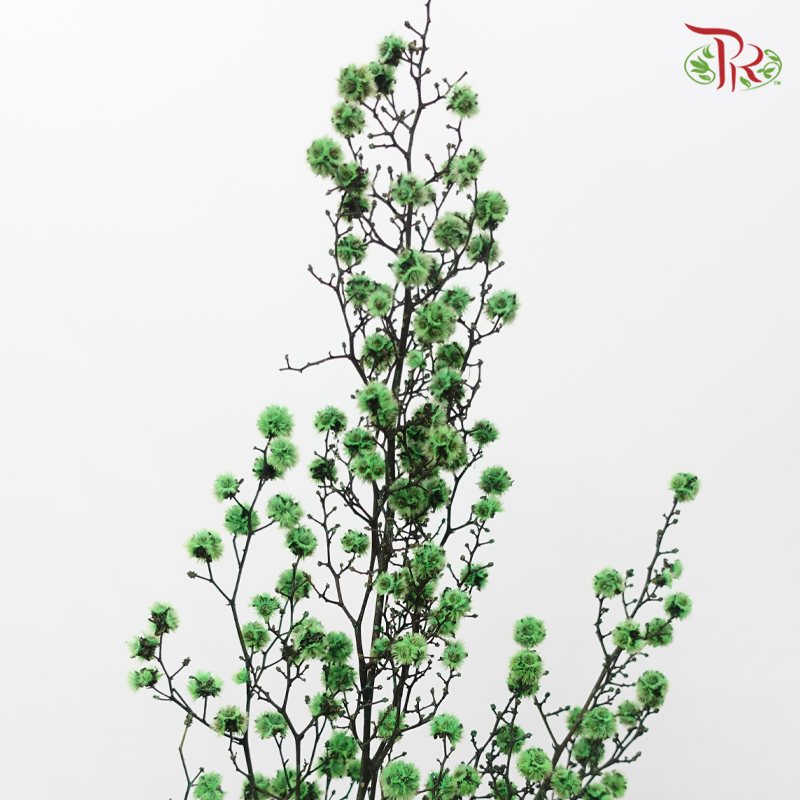 Dry Stirlingia - Green (Per Bunch)-Green-China-prflorist.com.my