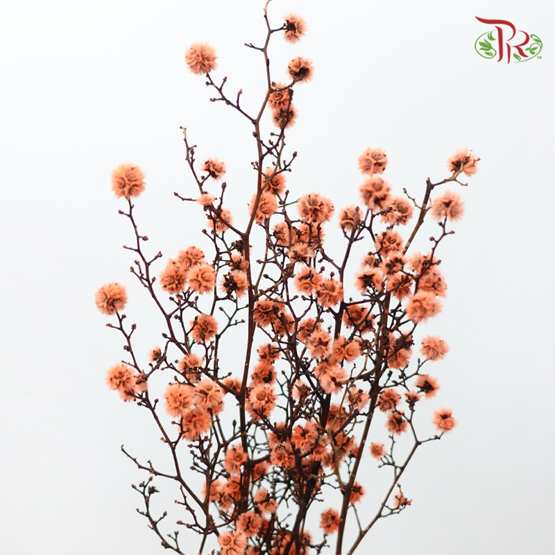 Dry Stirlingia - Orange (Per Bunch)-Orange-China-prflorist.com.my