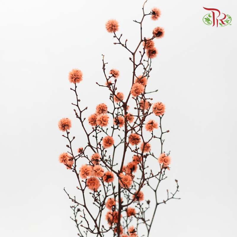 Dry Stirlingia - Orange (Per Bunch)-Orange-China-prflorist.com.my