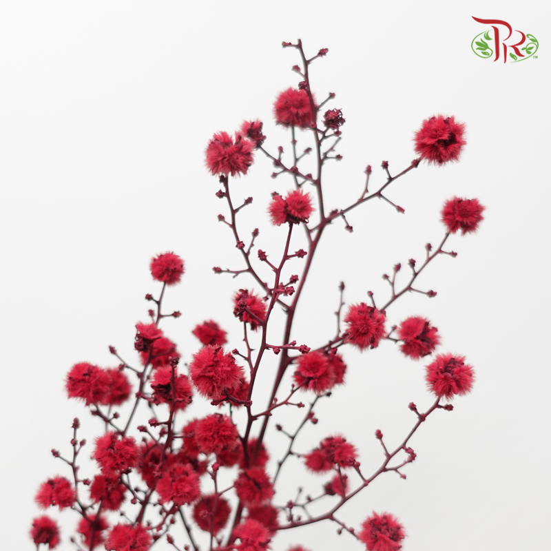 Dry Stirlingia - Red (Per Bunch)-Red-China-prflorist.com.my