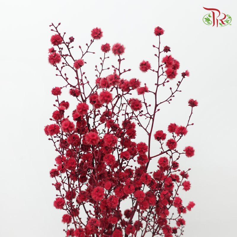 Dry Stirlingia - Red (Per Bunch)-Red-China-prflorist.com.my