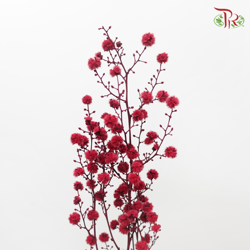 Dry Stirlingia - Red (Per Bunch)-Red-China-prflorist.com.my