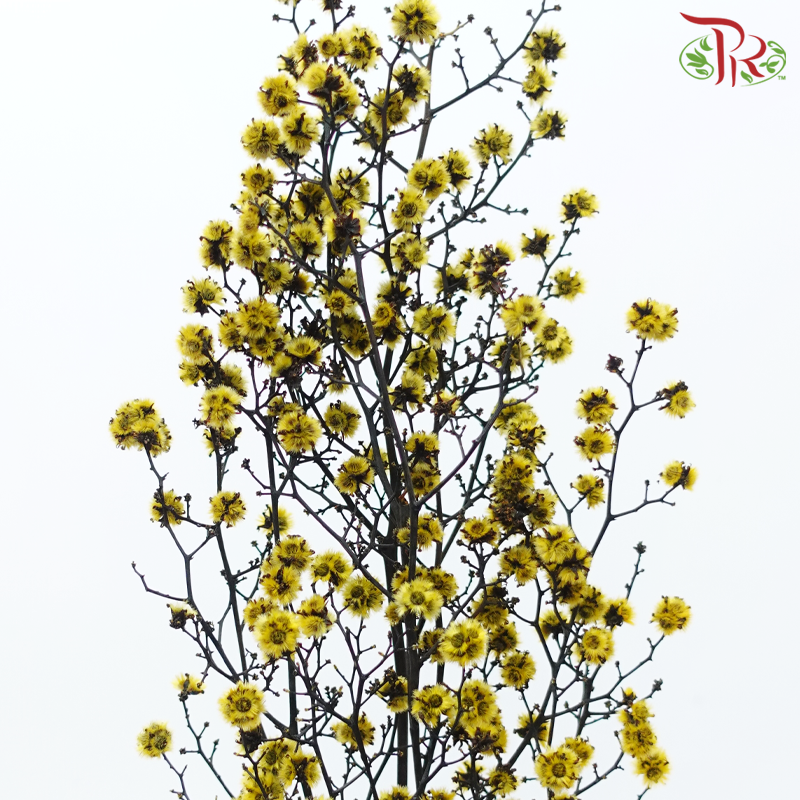 Dry Stirlingia - Yellow (Per Bunch)-Yellow-China-prflorist.com.my