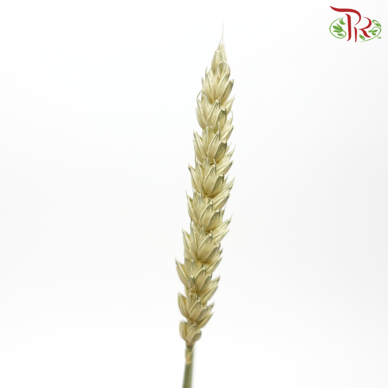 Dry Triticum Tarwe Natural - Light Green (Per Bunch)-Light Green-Import-prflorist.com.my