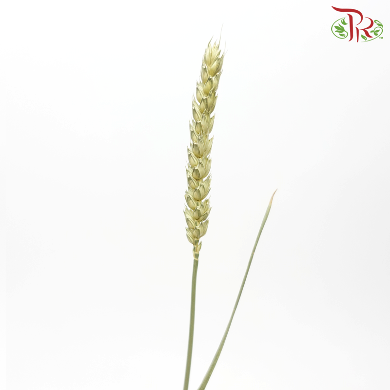 Dry Triticum Tarwe Natural - Light Green (Per Bunch)-Light Green-Import-prflorist.com.my