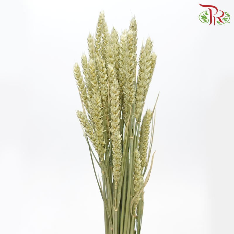 Dry Triticum Tarwe Natural - Light Green (Per Bunch)-Light Green-Import-prflorist.com.my
