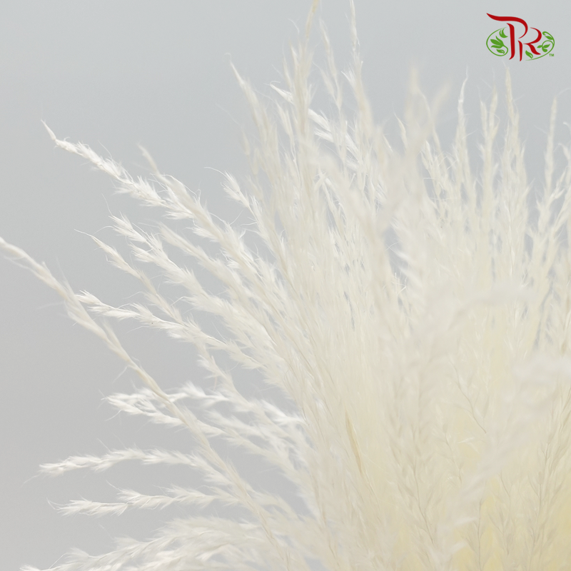 Dried Eulalia Bleached (Per Bunch) - Pudu Ria Florist