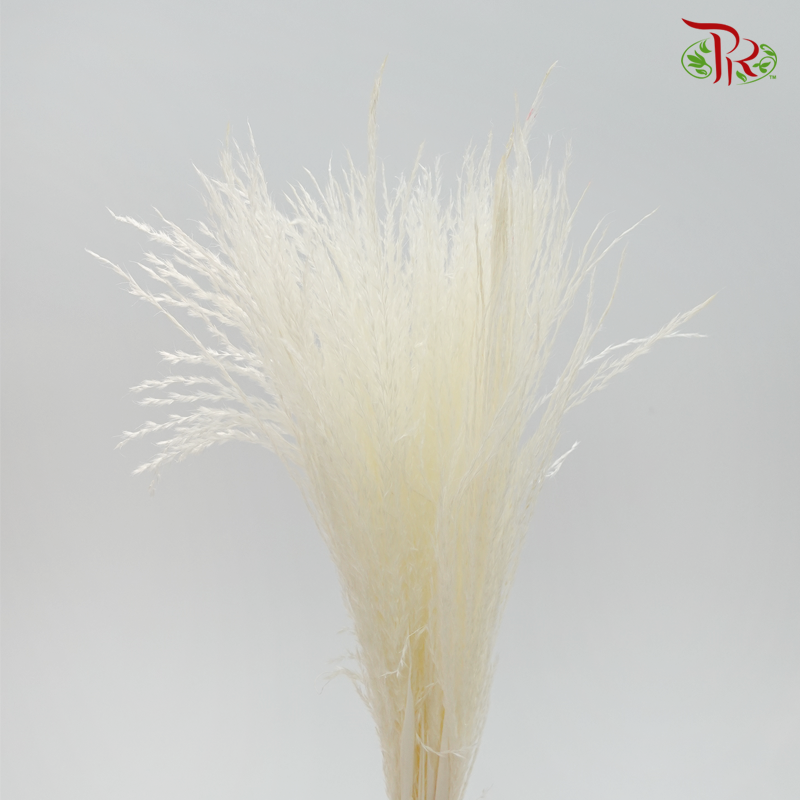 Dried Eulalia Bleached (Per Bunch) - Pudu Ria Florist