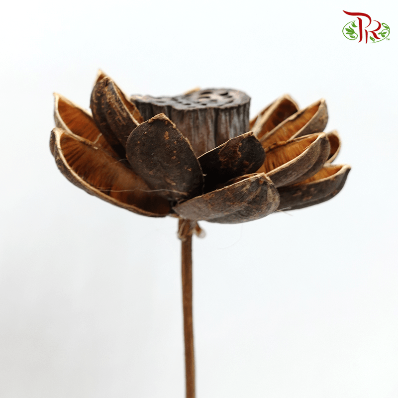 Dry Lotus Lantern - Pudu Ria Florist