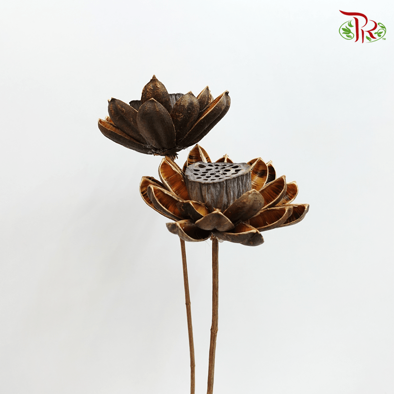 Dry Lotus Lantern - Pudu Ria Florist