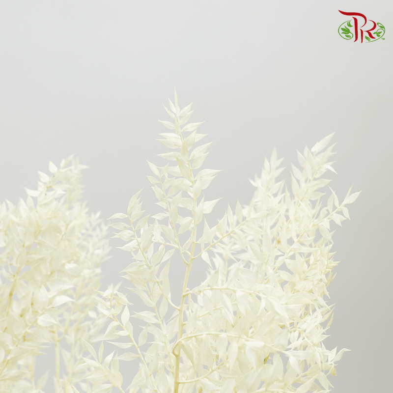 Dry Ruscus - White - Pudu Ria Florist