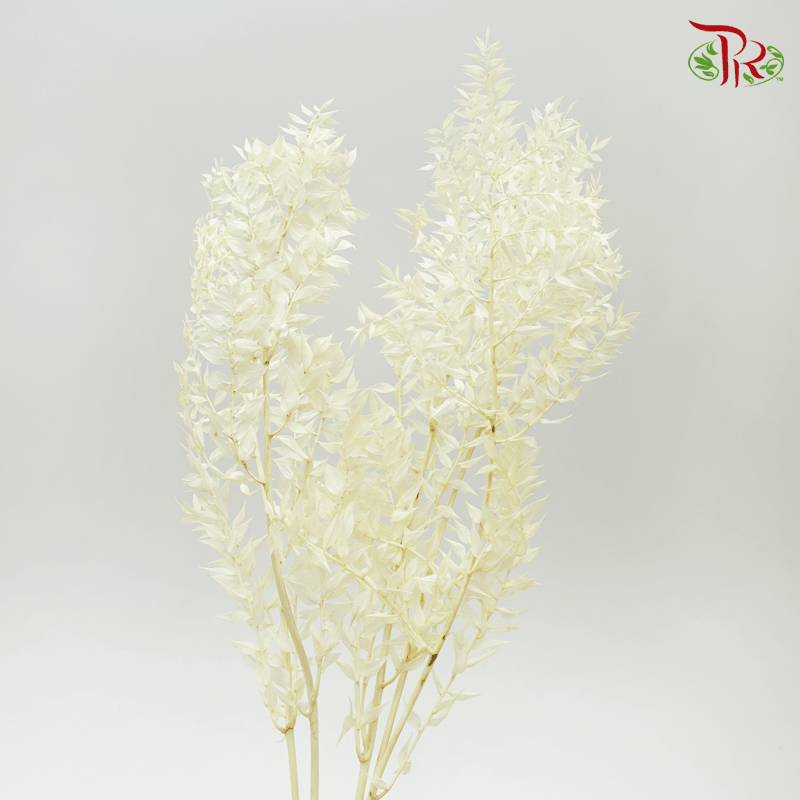 Dry Ruscus - White - Pudu Ria Florist