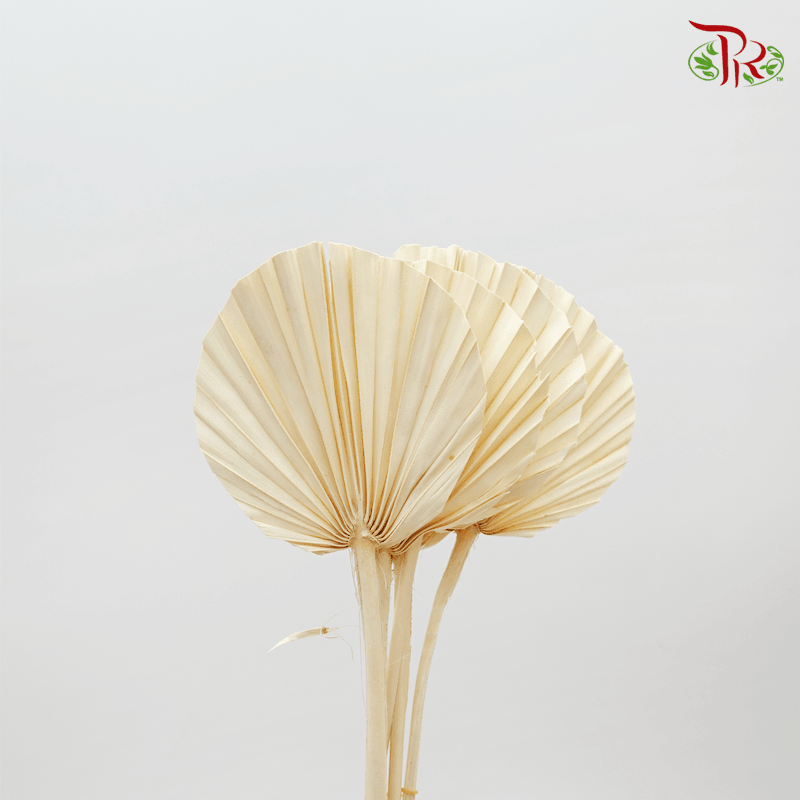 Dry Spear Palm Round Bleach 12/14- 5 Stems - Pudu Ria Florist