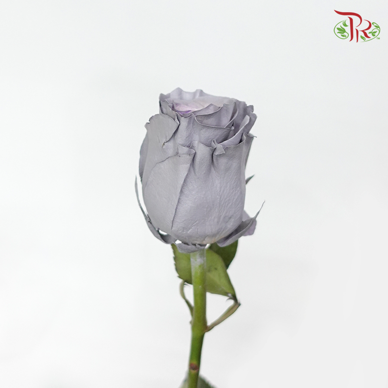 Ceres Rose - Dusty Grey (10 stems) - Pudu Ria Florist