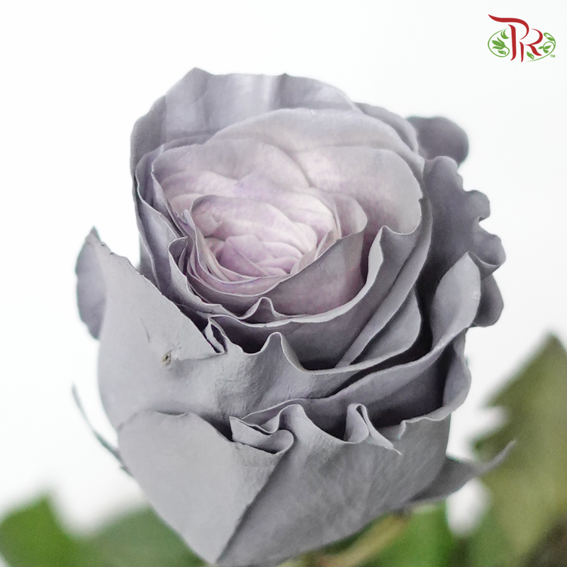 Ceres Rose - Dusty Grey (10 stems) - Pudu Ria Florist