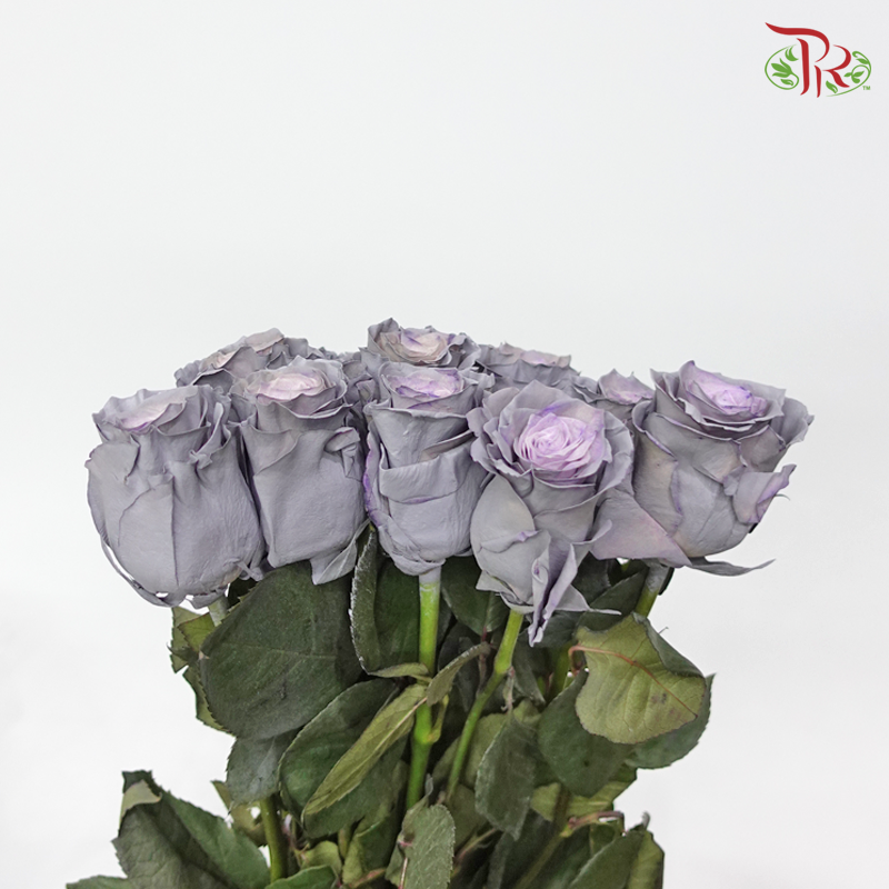 Ceres Rose - Dusty Grey (10 stems) - Pudu Ria Florist