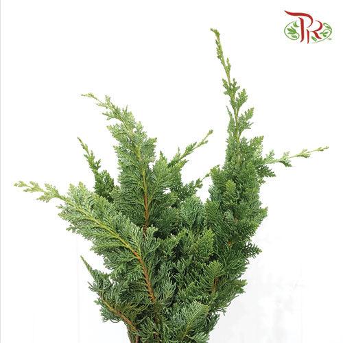Chamaecyparis Leaf - 1 (Per Bunch) - Pudu Ria Florist