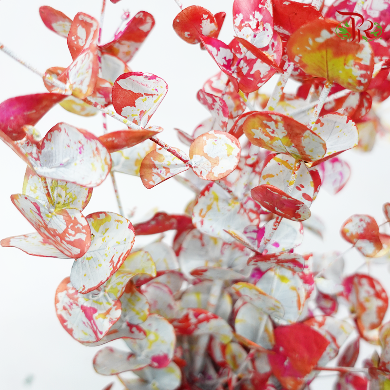 Dyed Eucalyptus Cineria- Colourful (Per Bunch)-Orange-China-prflorist.com.my