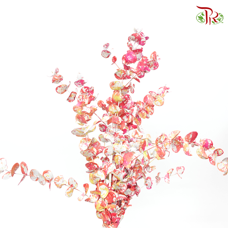 Dyed Eucalyptus Cineria- Colourful (Per Bunch)-Orange-China-prflorist.com.my