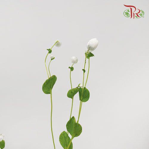 Rhodanthe - White (Per bunch) - Pudu Ria Florist