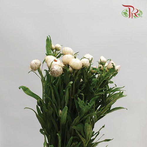 Helichrysum - White (Per Bunch) - Pudu Ria Florist