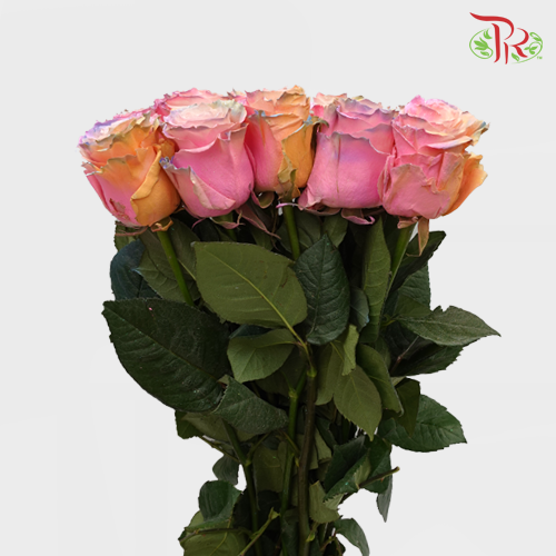 Ceres Rose - Frosting Candy 3 (10 Stems) - Pudu Ria Florist