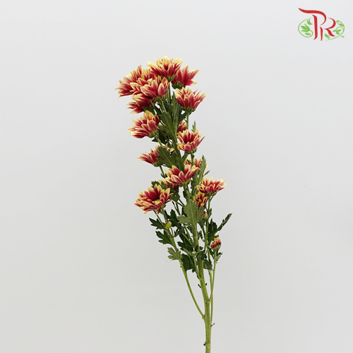 Chrysanthemum Pompom - Mix Red (12 Stems) - Pudu Ria Florist