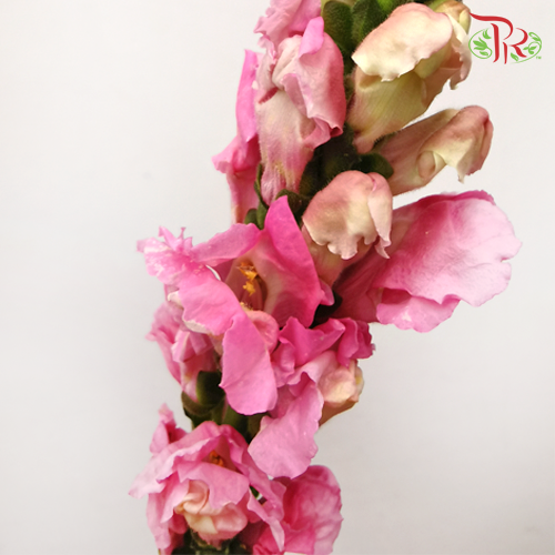 Snapdragon - Pink (10  Stems) - Pudu Ria Florist
