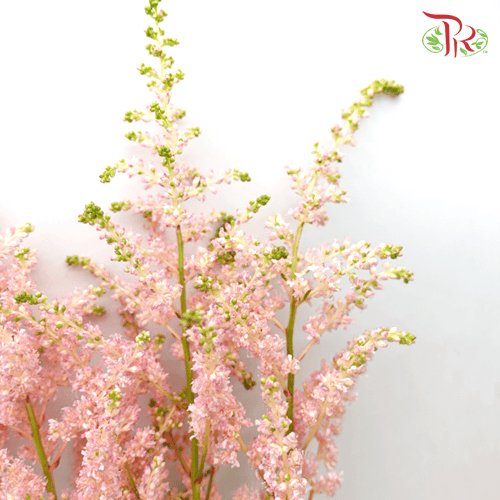 Astilbe - Light Pink (5 Stems) - Pudu Ria Florist