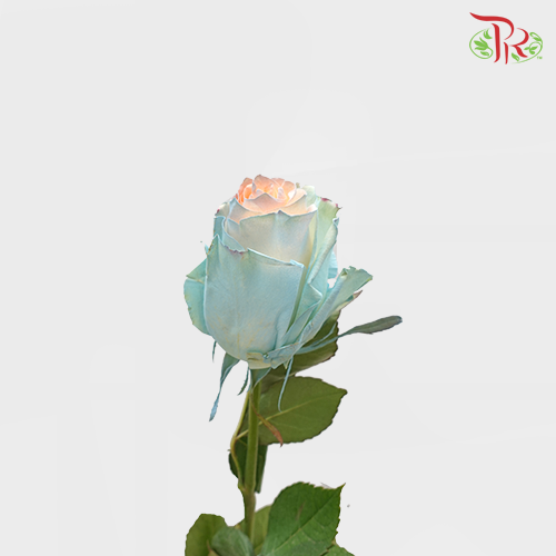 Ceres Rose - Jelly Fish 2 (10 stems) - Pudu Ria Florist