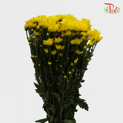 Chrysanthemum Pompom - Daisy Yellow (12 Stems) - Pudu Ria Florist