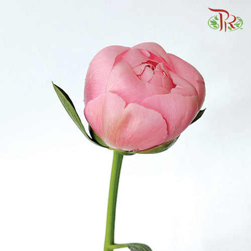 Peony - Etched Salmon (2 Stems)***Small Bud - Pudu Ria Florist