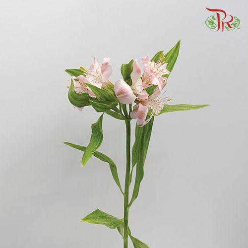 Alstroemeria - Light Pink (10 Stems) - Pudu Ria Florist
