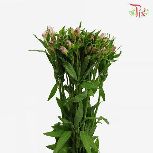 Alstroemeria - Light Pink (10 Stems) - Pudu Ria Florist