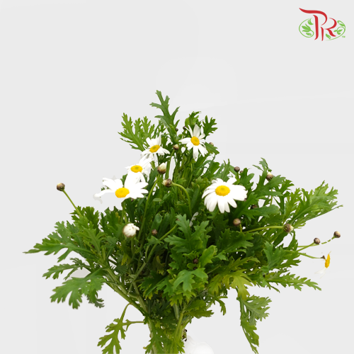 Marquerita - White (5 Stems) - Pudu Ria Florist