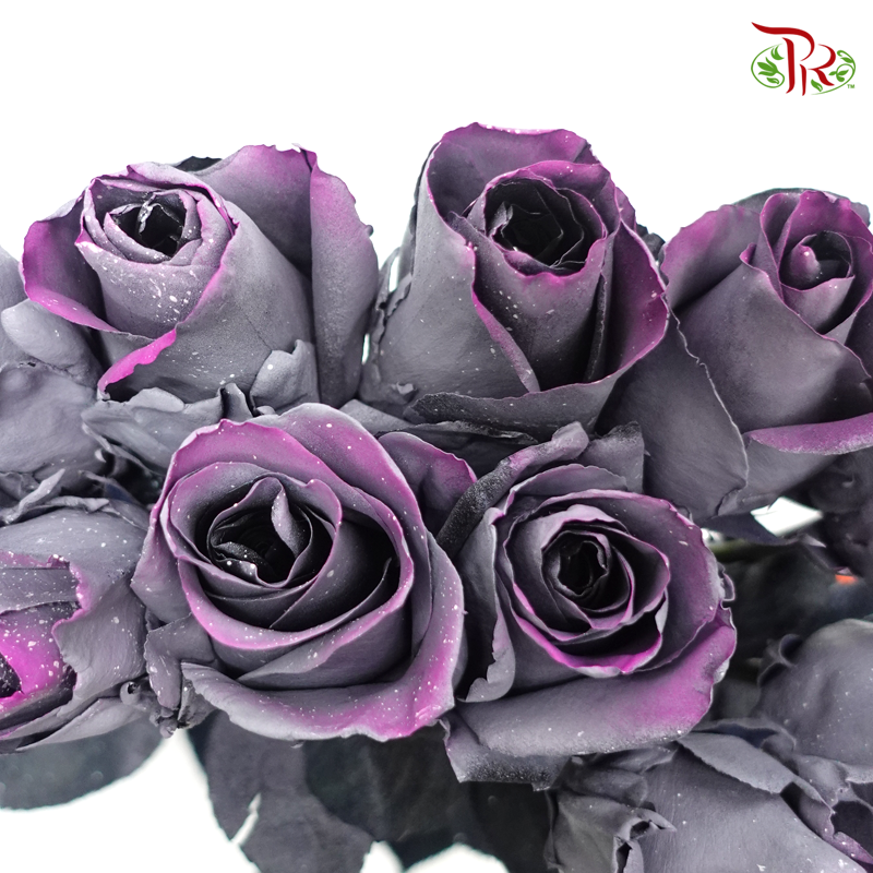 Ceres Rose - Sparkle Moon (10 Stems) - Pudu Ria Florist