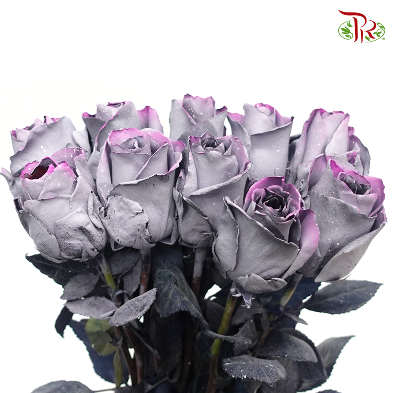 Ceres Rose - Sparkle Moon (10 Stems) - Pudu Ria Florist