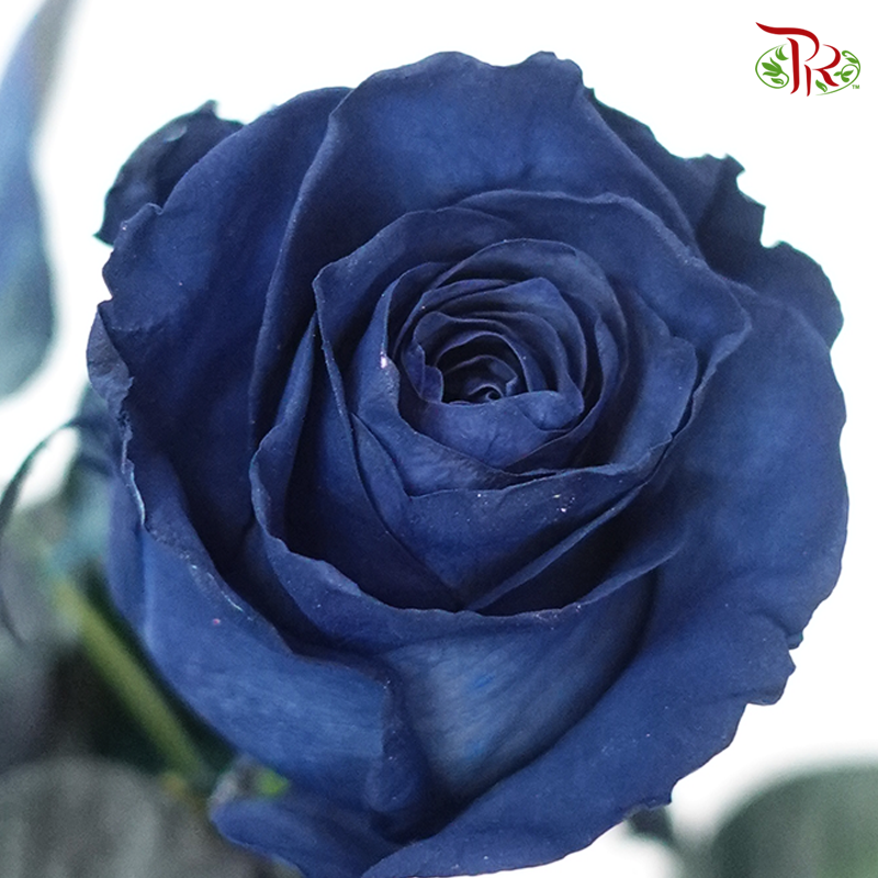 Ceres Rose - Midnight Blue (10 Stems) - Pudu Ria Florist