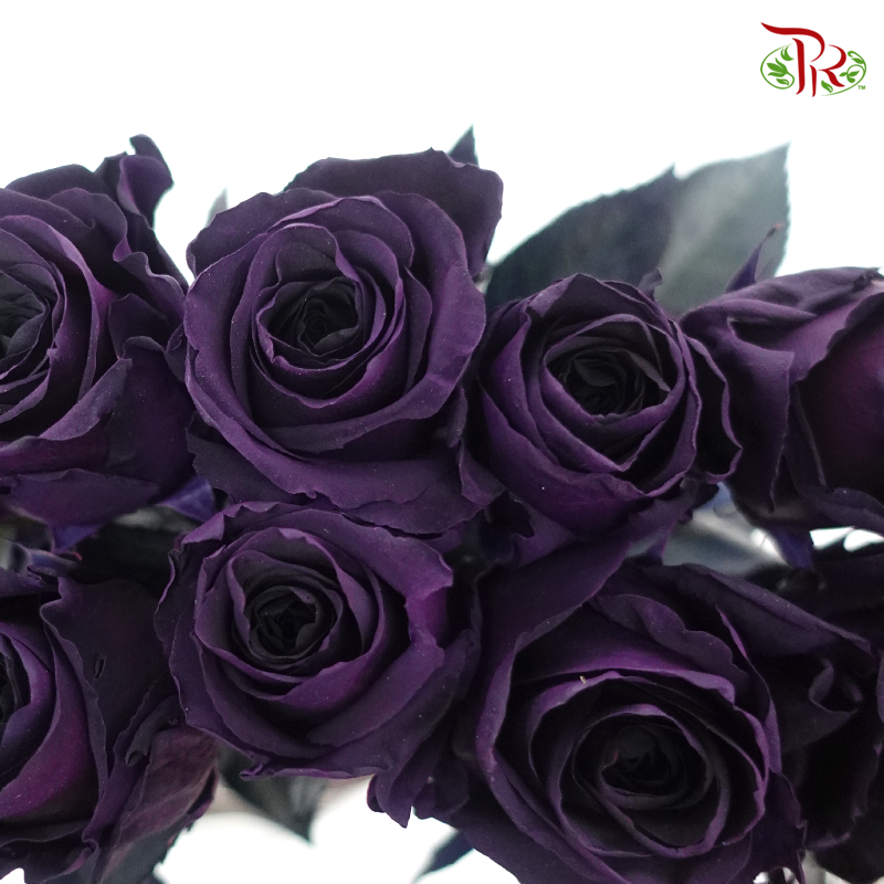 Ceres Rose - Plum Amethyst (10 Stems) - Pudu Ria Florist