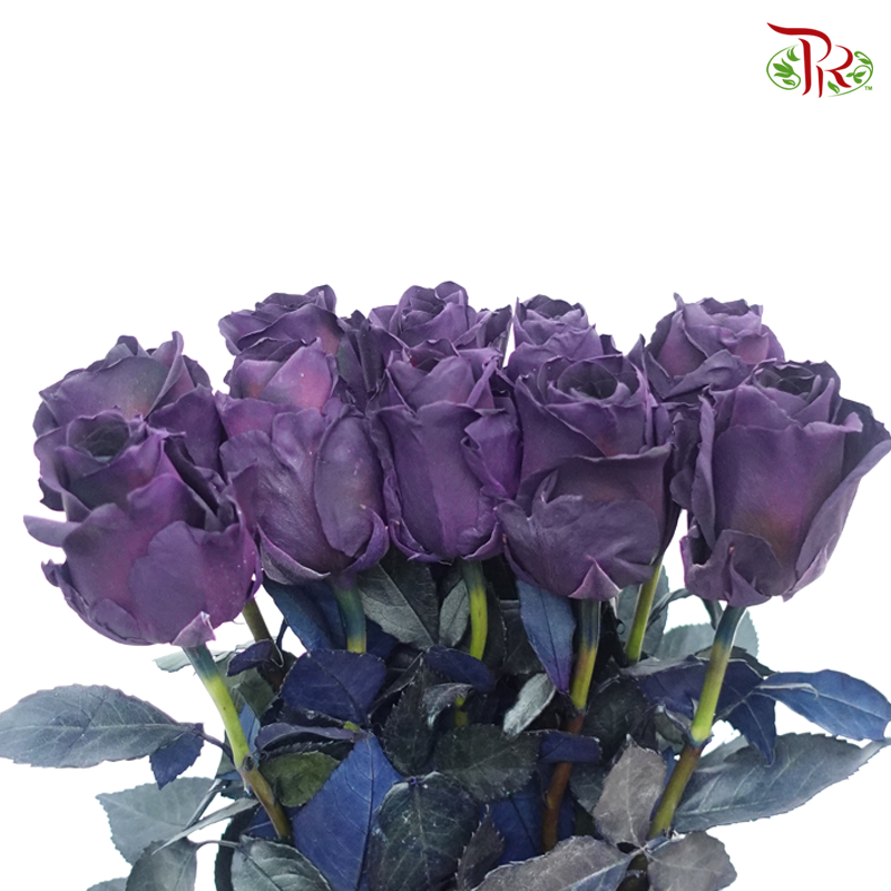 Ceres Rose - Plum Amethyst (10 Stems) - Pudu Ria Florist