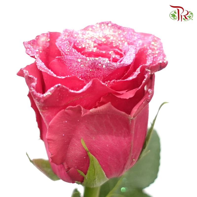 Ceres Rose - Strawberry Gloss (10 Stems) - Pudu Ria Florist