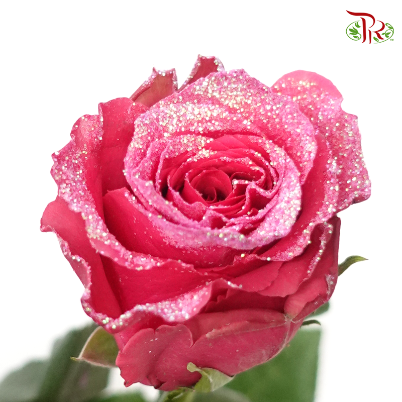 Ceres Rose - Strawberry Gloss (10 Stems) - Pudu Ria Florist