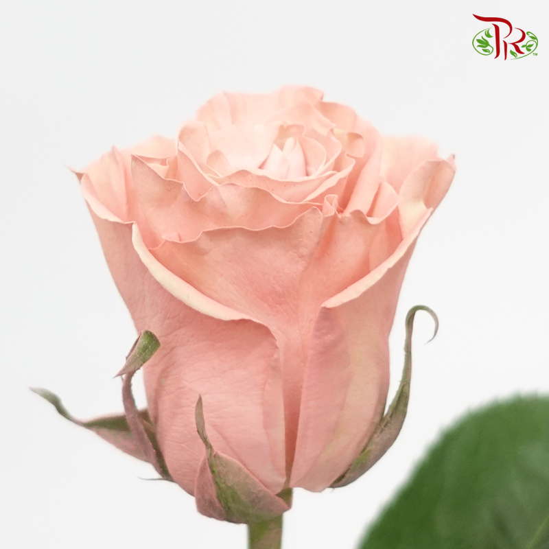 Ceres Rose - Sweet Flamingo (10 Stems) - Pudu Ria Florist