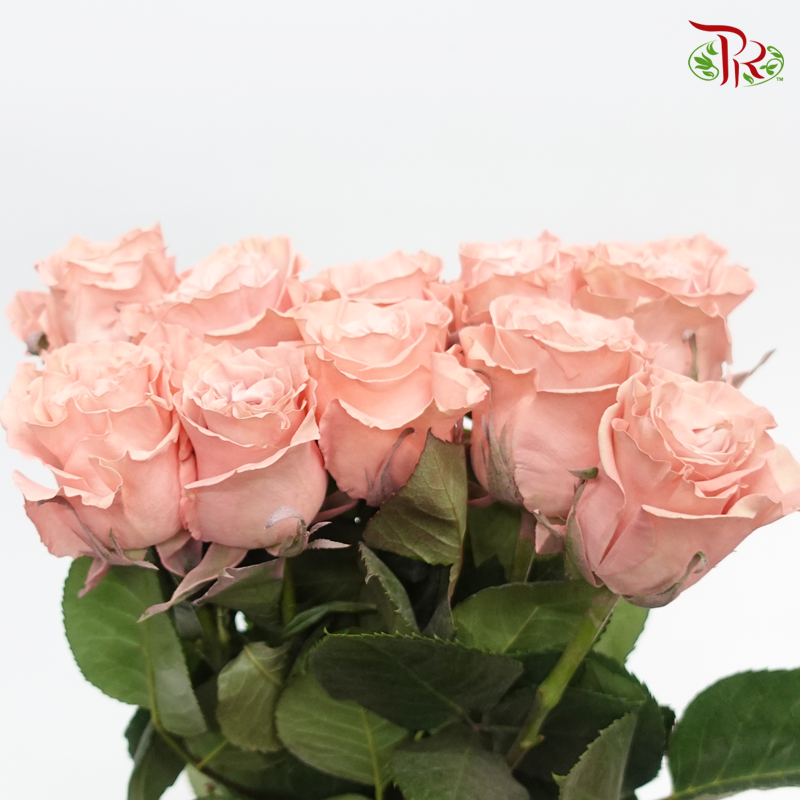 Ceres Rose - Sweet Flamingo (10 Stems) - Pudu Ria Florist