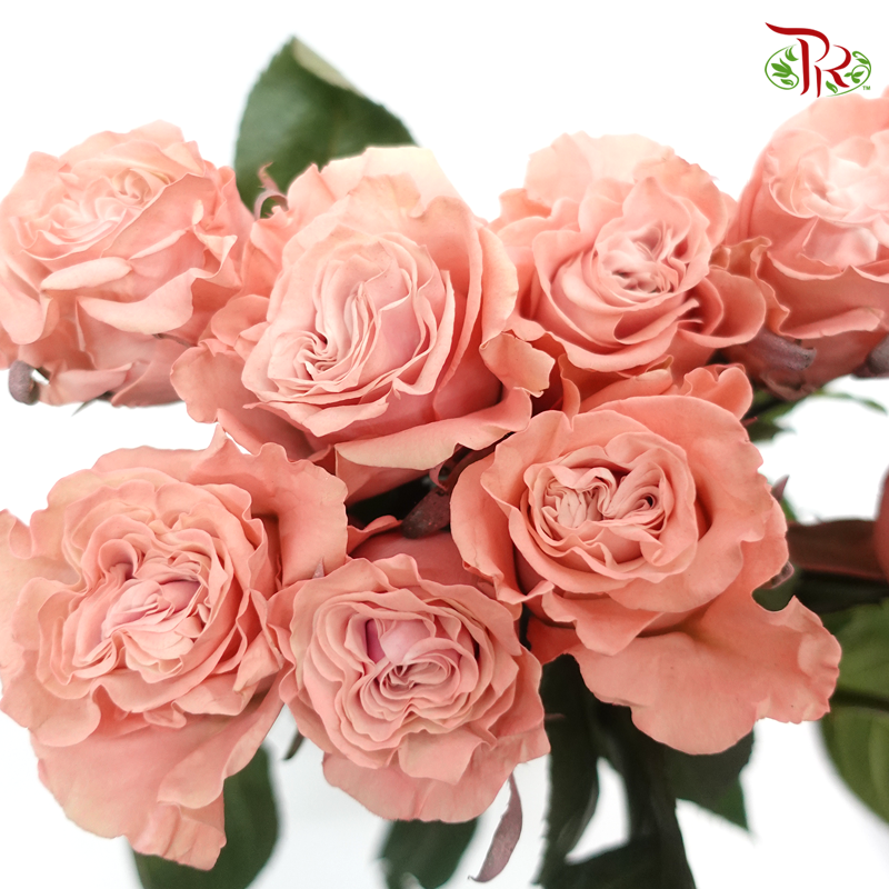 Ceres Rose - Sweet Flamingo (10 Stems) - Pudu Ria Florist