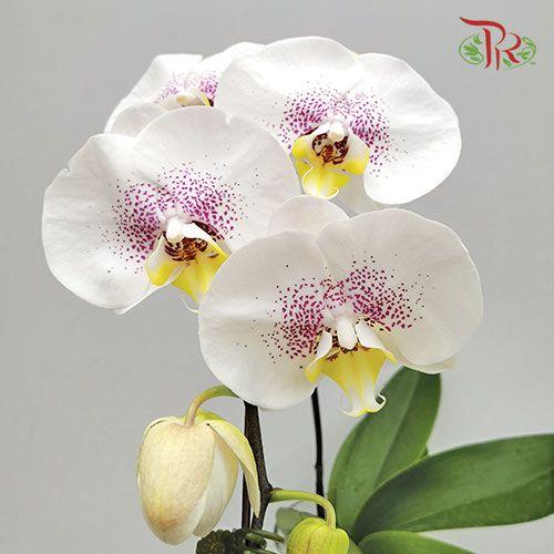 Phalaenopsis Orchid - White with purple speckles (Excluded vase) - Pudu Ria Florist