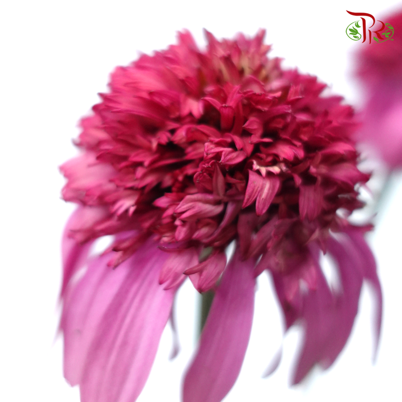 Echinacea (2 Stems) - Megenta Pink-Pink-Japan-prflorist.com.my