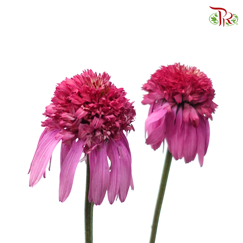 Echinacea (2 Stems) - Megenta Pink-Pink-Japan-prflorist.com.my