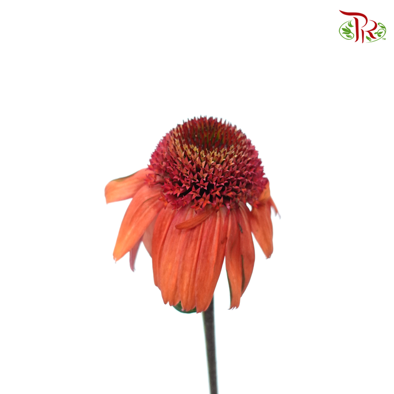 Echinacea (2 Stems) - Poppy Red-Red-Japan-prflorist.com.my