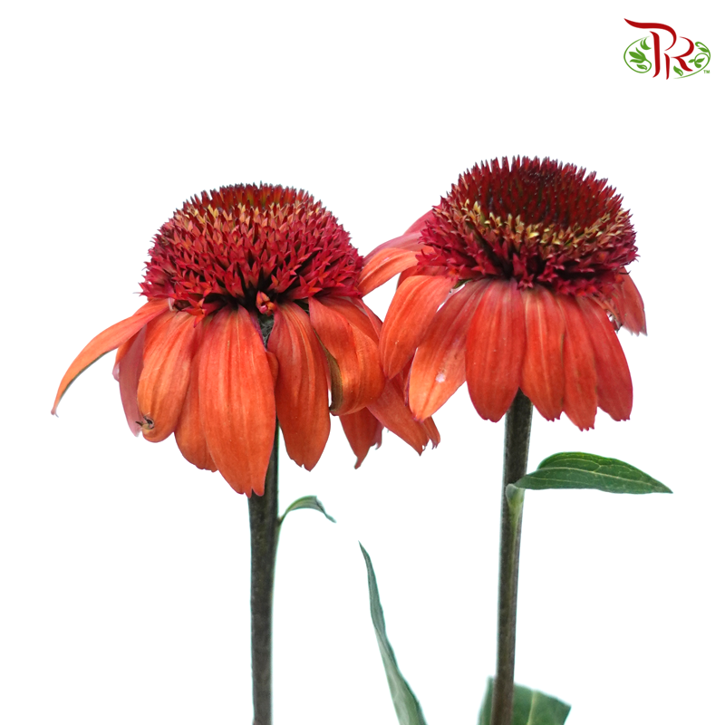 Echinacea (2 Stems) - Poppy Red-Red-Japan-prflorist.com.my